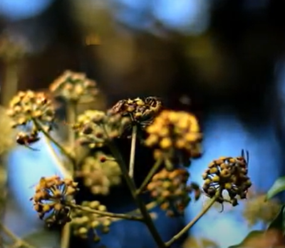 Radio Bean Coffeehouse